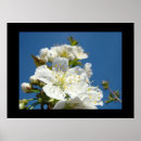 Recherche de fleurs de cerisier blanches posters Toute personne