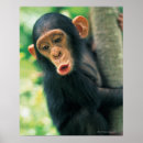Recherche de chimpanze posters En plein air
