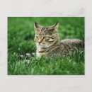 Recherche de chat domestique cartes postales Extérieur
