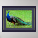 Recherche de beau paon posters Bleu