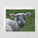 Recherche de agneau blanc cartes postales Noir