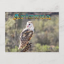 Recherche de grange cartes postales Barn owl