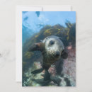 Recherche de bébé phoque vœux cartes Jeune animal