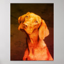 Recherche de vizsla posters Magyar