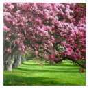 Recherche de fleurs de cerisier carreaux Belle