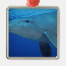 Recherche de mexique ornements Nager