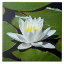 Recherche de lilypads carreaux Nature