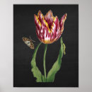 Recherche de images de tulipe Pour elle