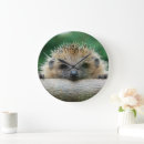 Recherche de hérissons horloges Faune animale