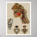 Recherche de anatomie vintage posters Cru