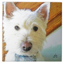 Recherche de westie carreaux Chien