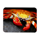Recherche de espèce marine magnets Animal