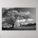 Recherche de soufflement dans le vent posters Arbre