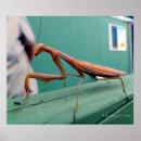 Recherche de fourmis photographie Photographe