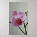 Recherche de orchidee posters Plante