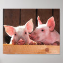 Recherche de porc rose posters Pigeon