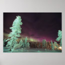 Recherche de fir trees posters Forest