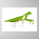Recherche de mante posters Étrange