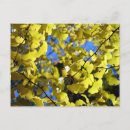 Recherche de feuille de ginkgo cartes postales Chute