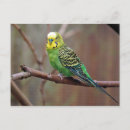 Recherche de perruque cartes postales Jolie