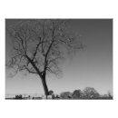 Recherche de vieil arbre posters Cimetière