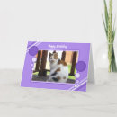 Recherche de calicot vœux cartes Chat de calicot