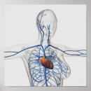 Recherche de circulatoire posters Anatomie humaine