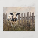 Recherche de vache noire et blanche cartes postales Pour tous
