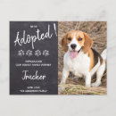 Recherche de refuge invitations Chien