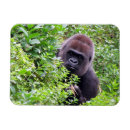 Recherche de gorilles magnets Animal