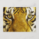 Recherche de yeux de tigre cartes postales Jungle