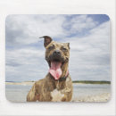 Recherche de gai tapis souris Chien