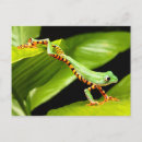 Recherche de grenouille de saut posters Animaux