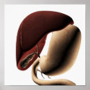 Recherche de estomac posters Détail