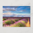Recherche de valensole cartes postales Champ