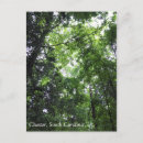 Recherche de la caroline cartes postales Forêt