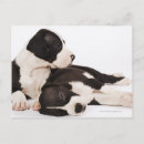 Recherche de harlequin cartes postales Chien
