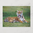 Recherche de tiger cartes postales La faune