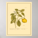 Recherche de page de livre art Botanique