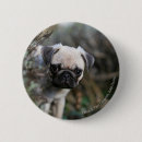 Recherche de chiots carlin badges Chien