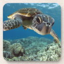Recherche de tortue dessous de verres Animal
