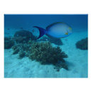Recherche de fond marin posters Corail