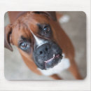 Recherche de boxeur tapis souris Canin