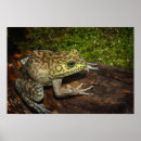 Recherche de rana Amphibien
