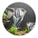 Recherche de poissons tropicaux boutons et poignées de porte Pour tous