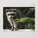 Recherche de raton laveur cartes postales Été