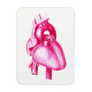 Recherche de coeur humain magnets Anatomie