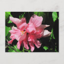 Recherche de hibiscus cartes postales Rose