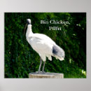 Recherche de ibis posters Oiseau