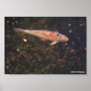 Recherche de étang poissons japonais posters Toute personne